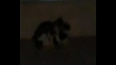 Thetidos cat fight mma